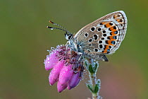 Silver studded blue butterfly (Plebejus argus) on Heather (Erica tetralix) Wuustwezel, Belgium, July