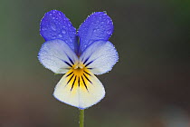 Wild pansy flower (Viola tricolor), Klein Schietveld, Brasschaat, Belgium, April