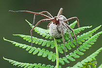 Nursery web spider (Pisaura mirabilis) female with egg sac on bracken, Brasschaat, Belgium, June