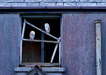 Two juvenile, fully fledged Barn Owls (Tyto alba) in window of abandoned farm house. North Devon, UK, July.
