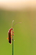 Black-tipped Soldier Beetle (Rhagonycha fulva) on grass stem. Tamar Lakes, Cornwall, UK, July.
