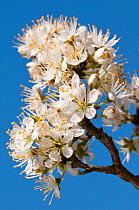 Blackthorn (Prunus spinosa) blossom. North Cornwall, UK, April.