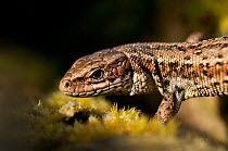 Common / Viviparous Lizard (Lacerta vivipara) basking on wood pile. North Cornwall, UK, April.