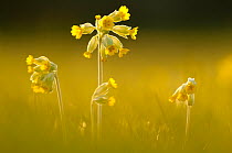 Cowslips (Primula veris) backlit in evening light, Durlston Country Park, near Swanage, Dorset, UK, April.