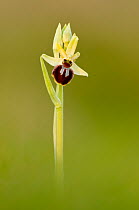Early Spider Orchid (Ophrys sphegodes) in flower. Durlston Country Park, near Swanage, Dorset, UK, April.