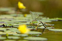 Emperor Dragonfly (Anax imperator) female laying eggs in water. Cornwall, UK, April.