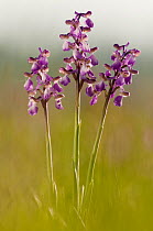 Green-winged Orchids (Anacamptis morio). Barrington Hill National Nature Reserve, Somerset, UK, April.