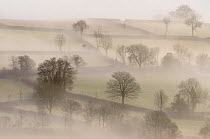 Morning mist and trees. Near Tavistock, Dartmoor National Park, Devon, UK, February 2011.
