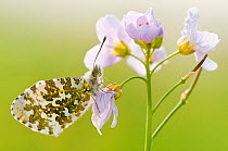 RF- Orange Tip Butterfly (Anthocharis cardamines) female resting on Cuckooflower (Cardamine pratensis). North Devon, UK. April. (This image may be licensed either as rights managed or royalty free.)