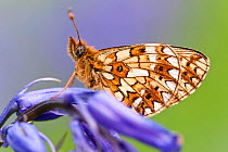 Small Pearl-bordered Fritillary Butterfly (Boloria selene) resting on bluebell. Boscastle, North Cornwall, UK, May.