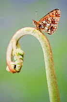 Small Pearl-bordered Fritillary Butterfly (Boloria selene) resting on emerging fern. Boscastle, North Cornwall, UK, May.