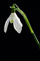 Snowdrop (Galanthus nivalis) against black background. Broxwater, north Cornwall, UK, March.
