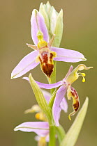 Bee/wasp Orchid (Ophrys apifera) variant Trollii flower. Collard Hill, Somserset, UK, June.