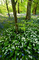 Wild Garlic / Ramsons (Allium ursinum) and Bluebells (Hyacinthoides non-scripta) in spring woodland. Cornwall, UK, April 2011.