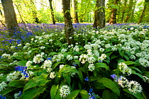 Wild Garlic / Ramsons (Allium ursinum) and Bluebells (Hyacinthoides non-scripta) in spring woodland. Cornwall, UK, April 2011.