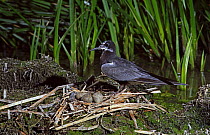 Black Tern (Chlidonias niger) at nest with eggs,  Alaska, USA, June.