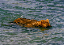 Young Brown Bear (Ursus arctos) searching the bottom of the McNeil River for salmon damaged by other bears, Alaska, USA, July.