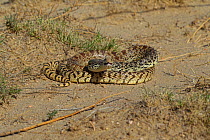 Bull Snake (Pituophis catenifer sayi) coiled in defensive position ready to strike. Colorado, USA, May.