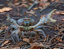 Cocos Purple Land Crab (Cardisoma carnifex) in defensive position. Cocos-Keeling Island, Indian Ocean, Australia, May.