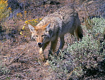 Coyote (Canis latrans) in semi-arid habitat. Yellowstone, Wyoming, USA, December.