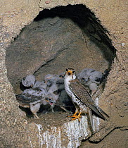 Prairie Falcon (Falco mexicanus) at cliff-nest with five chicks. Elbert, Colorado, USA, February.