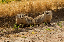 Two American Badgers (Taxidea taxus), mother on the left and juvenile to the right. Toadstool State Park, Nebraska, USA, January.