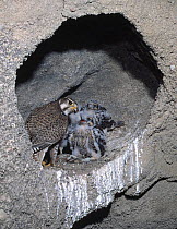 Prairie Falcon (Falco mexicanus) with Ground Squirrel (Ictidomys tridecemlineatus) for her five chicks. Colorado, USA, February.