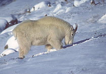 Rocky Mountain Goat (Oreamnos americanus) nanny foraging for food under a snow covered slope in the winter. Colorado, USA, February.
