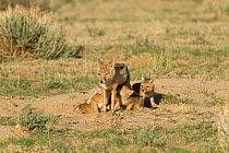 Swift Fox (Vulpes velox) vixen standing so her cubs can easily feed. Colorado, USA, May.
