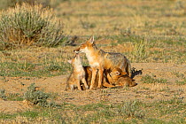 Swift Fox Vixen (Vulpes velox) being suckled by cubs and kissed by another. Colorado, USA, May.