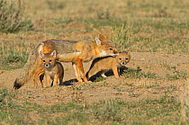 Vixen Swift Fox (Vulpes velox) grooming one of her cubs. Colorado, USA, March.