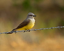 Western Kingbird (Tyrannus verticalis) perched on a barbed wire fence. Colorado, USA, May.