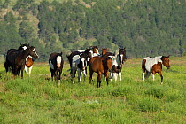 Wild Horses / Mustangs (Equus caballus) of all colours, paints, bays, 'medicine hats', on prairie land. South Dakota, USA, July.