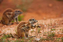 Cape ground squirrels (Xerus inauris) feeding on flowering plants, Kalahari, Northern Cape, South Africa, January
