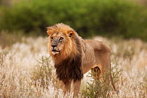 Very old male Lion (Panthera leo) very thin showing ribs, Kalahari, Northern Cape, South Africa, January