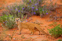 Yellow mongoose (Cynictis penicillata), Kalahari, Northern Cape, South Africa, January