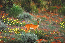 Steenbok ram (Raphicerus campestris) Kalahari, Northern Cape, South Africa, January