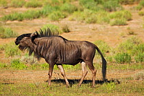 Blue wildebeest bull (Connochaetes taurinus) calling, Kalahari, Northern Cape, South Africa, January
