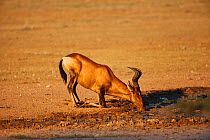 Red hartebeest (Alcelaphus caama) drinking, Kalahari, Northern Cape, South Africa, January
