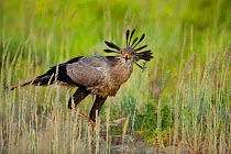 Secretary bird (Sagittarius serpentarius), Kalahari, Northern Cape, South Africa, January
