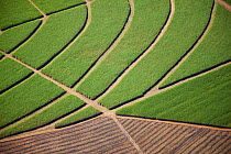 Aerial photo of sugarcane fields, KwaZulu Natal, South Africa, June 2010