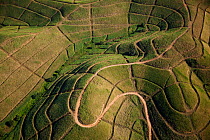 Aerial photo of sugarcane fields, KwaZulu Natal, South Africa, June 2010