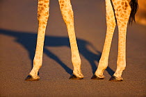 Giraffe legs (Giraffa camelopardalis), Zululand, South Africa, November