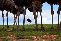 Low level view of domestic Ostrich (Struthio camelus), Overberg, Southern Cape, South Africa ~August