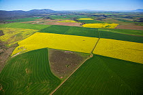 Aerial photo of Canola and Wheat fields, Overberg, Southern Cape, South Africa, August 2009