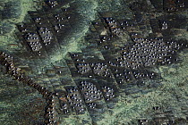 Aerial photo of Terns nesting amongst traditional stone fish traps, Cape Agulhas, Southern Cape, South Africa, August 2009
