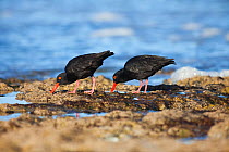 African black oystercatchers (Haematopus moquini) feeding on shoreline, Southern Cape, South Africa May