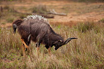 Nyala ram (Tragelaphus angasi) lateral display, Zululand, South Africa, October