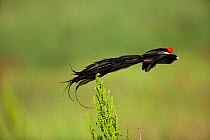Longtailed Widow bird (Euplectes progne) male in flight, Marievale Bird Sanctuary, South Africa, November