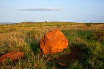 Rhino rubbing rock, Zululand, South Africa November 2009